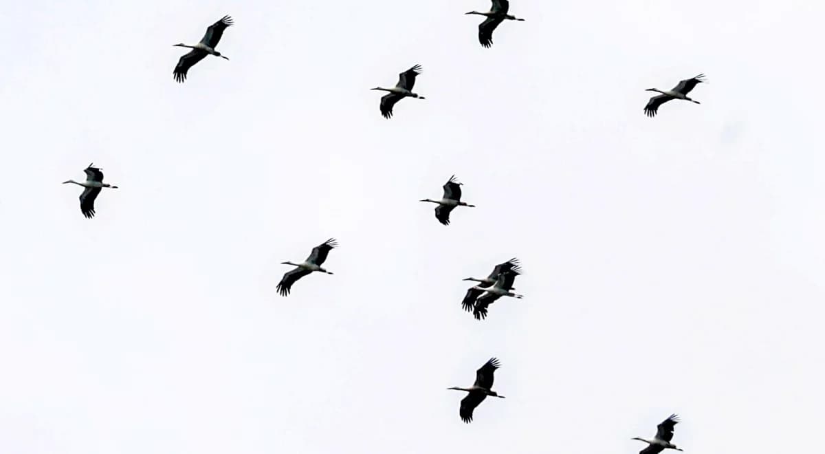 Nietypowy powrót bocianów do Polski. Naukowcy wskazują powód tej zmiany