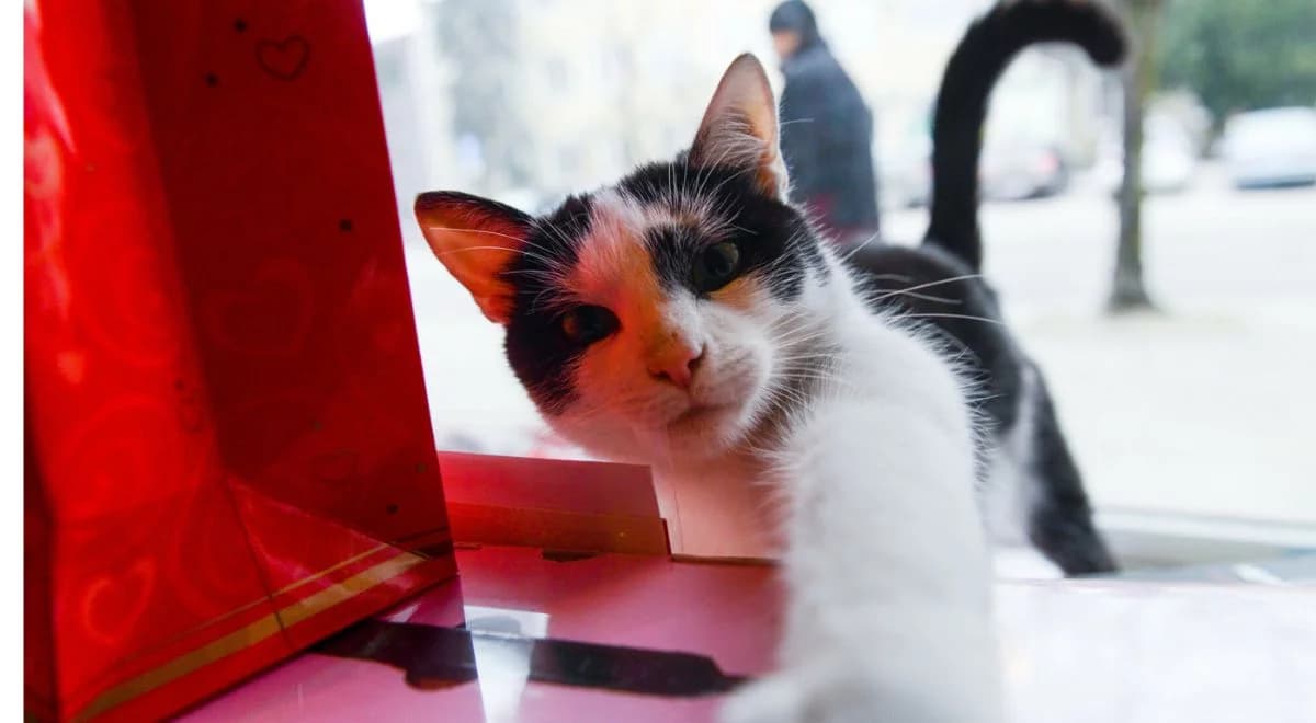 Nowy obowiązek dla właścicieli kotów. W trosce o dobro zwierząt