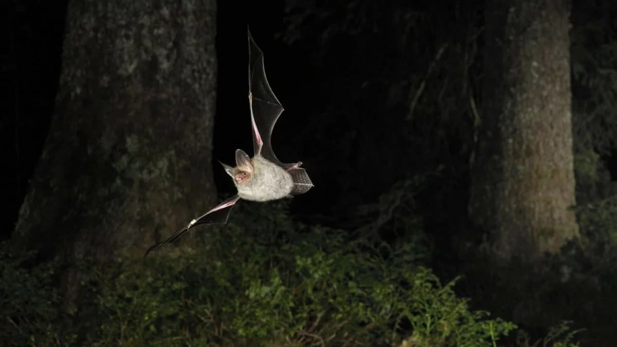 Sensacja w Kampinosie. Ten nietoperz niemal nie występuje w Polsce