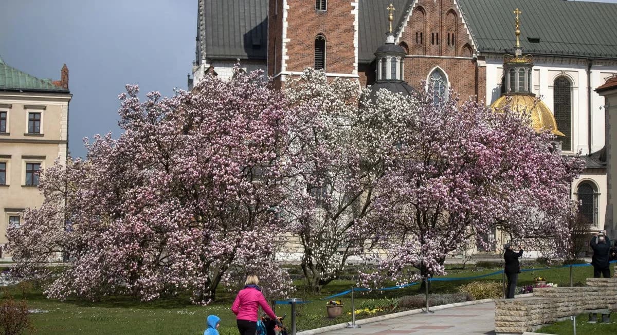Magnolia na Wawelu znów kwitnie: jeden krzew - dziesiątki tysięcy zdjęć