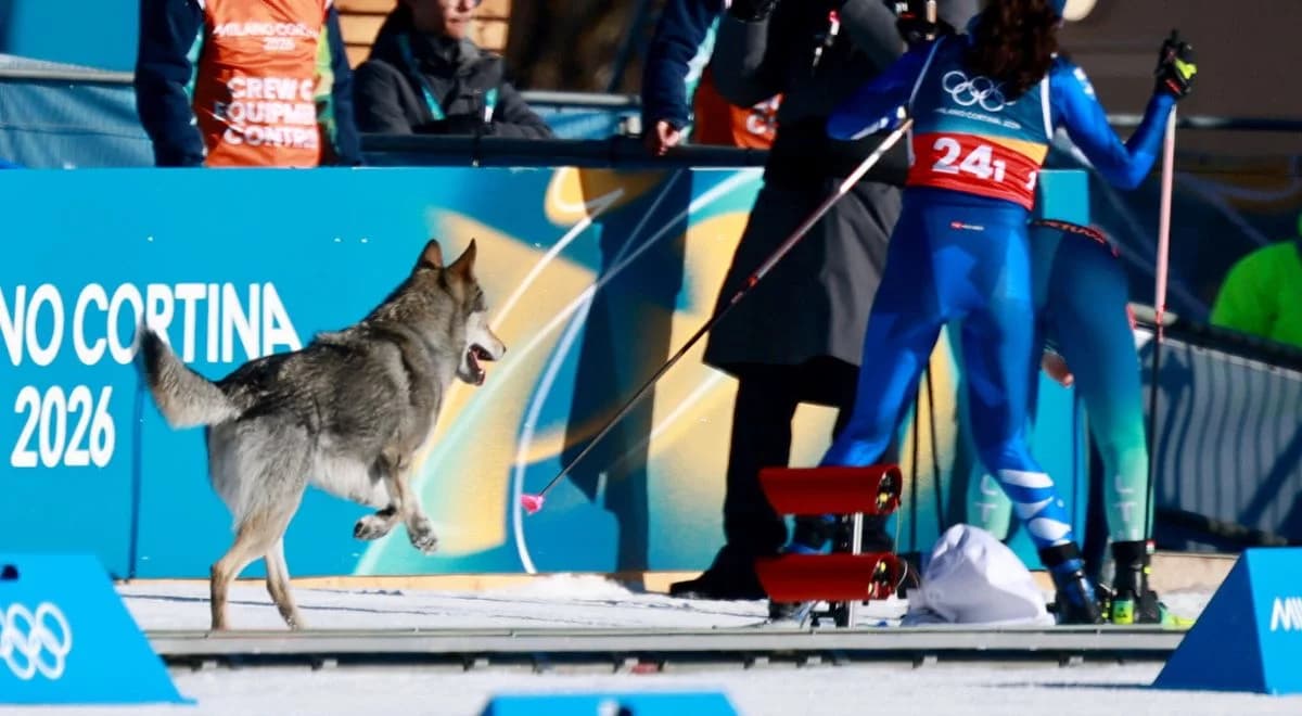 Pies w rywalizacji sztafet. Wiadomo, jak trafił na olimpijską trasę 