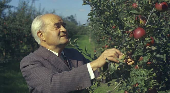 Szczepan Pieniążek - król polskich jabłek 