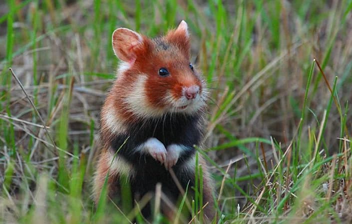 MKiŚ: chomik europejski Zwierzęciem Roku 2026. Wygrał z rysiem i wilkiem