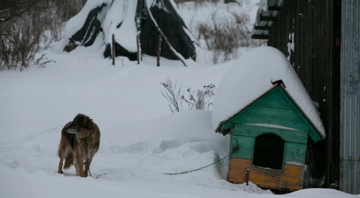 Właściciele bywają okrutni. "Zamarznięte psy przy budach na łańcuchu"