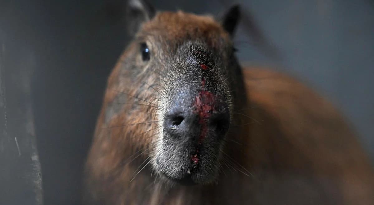 Brutalnie pobili kapibarę. Policja zatrzymała ośmiu mężczyzn