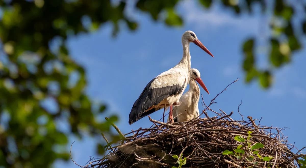Suwalszczyzna: pierwsze bociany zlatują na polski biegun zimna